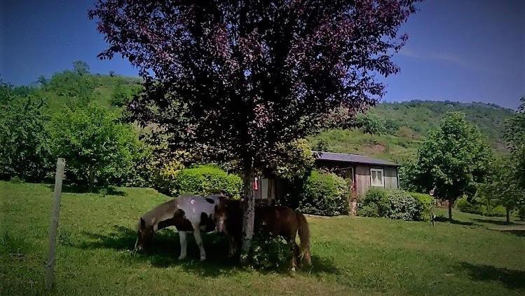 La Fregiere Chalets Clairvaux-d'Aveyron المظهر الخارجي الصورة