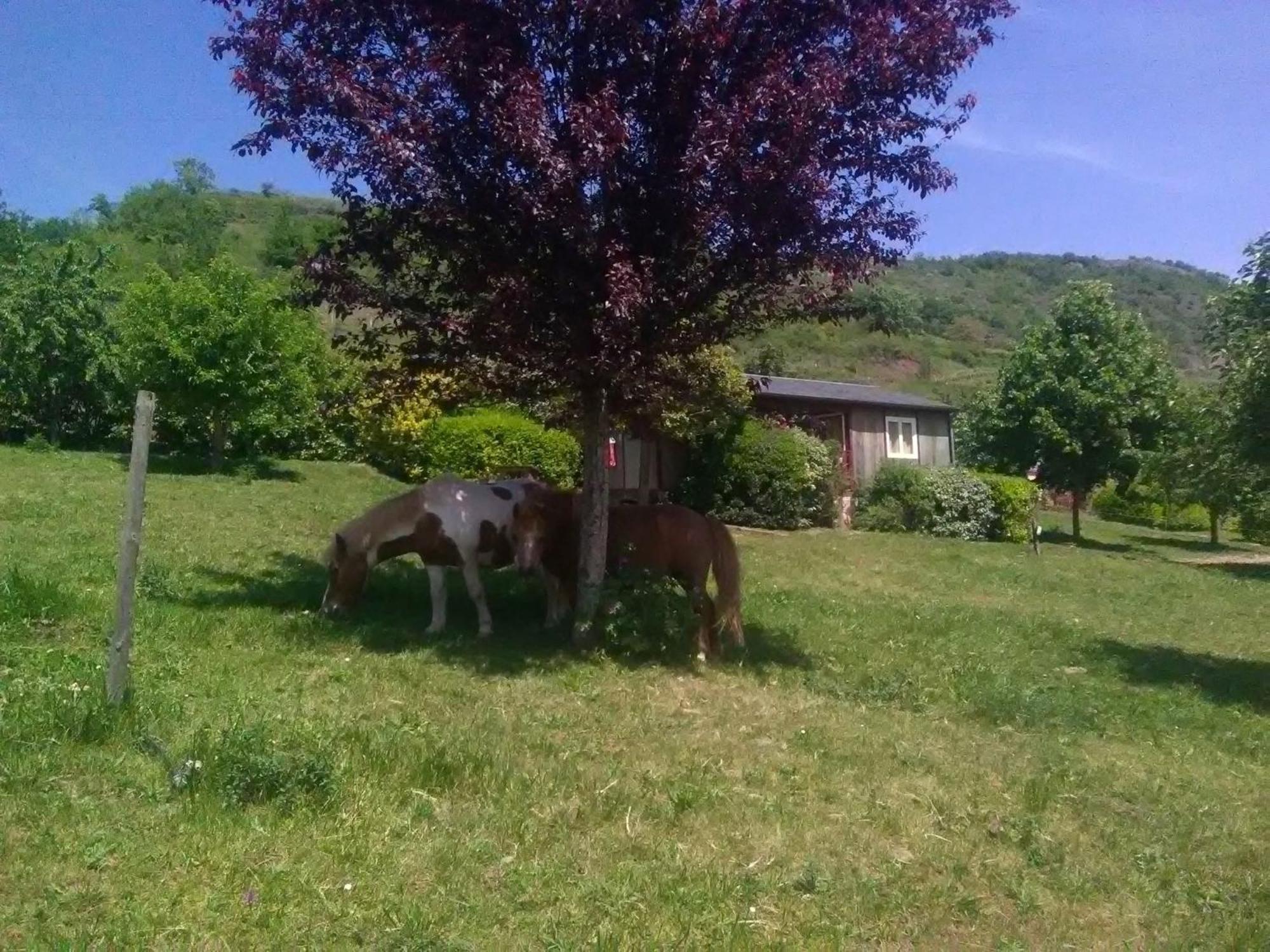 La Fregiere Chalets Clairvaux-d'Aveyron المظهر الخارجي الصورة